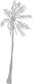 Palm Clipart