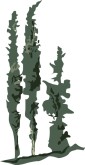 Cypress Trees Clipart