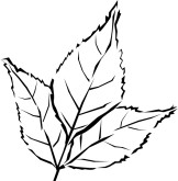 Leaf Rubbings Clipart