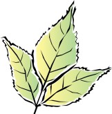 Spring Leaf Clipart
