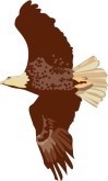 Bald Eagle Clipart