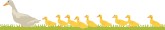 Ducklings Clipart