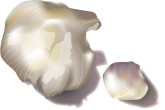 Garlic Clove Clipart