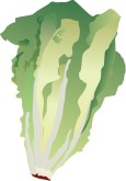 Lettuce Clipart