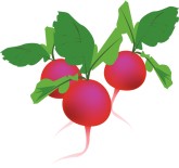 Radish Clipart