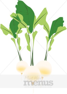 Radish Clip Art