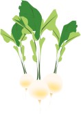 Radish Clip Art