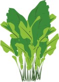 Greens Clipart