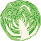 Cabbage Clipart