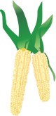 Corn Clipart