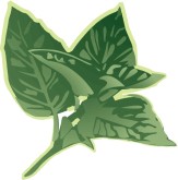 Basil Clipart