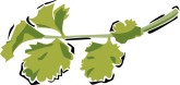 Italian Parsley Clipart