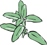 Oregano Clipart