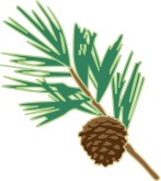Pine Cone Clipart