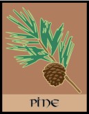 Pine Clipart